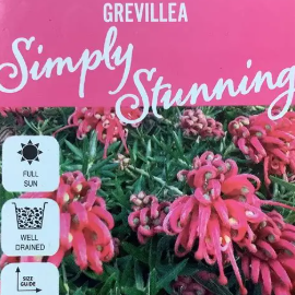 Grevillea Simply Stunning