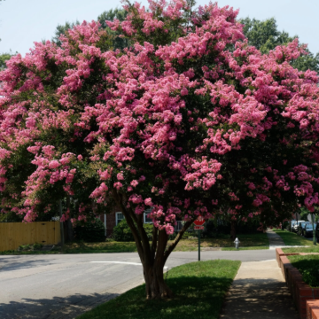 Lagerstroemia indica Sioux Crepe Myrtle (Tree Form)