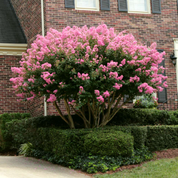Lagerstroemia indica Sioux Crepe Myrtle (Bush Form)
