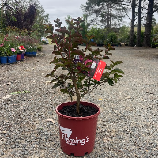 Lagerstroemia indica Sioux Crepe Myrtle (Tree Form)