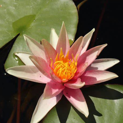 Nymphaea Sioux Apricot