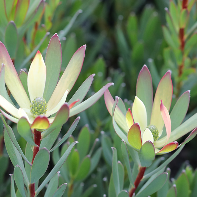 Leucadendron Sixteen Candles