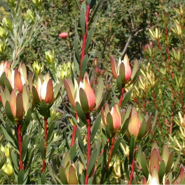Leucadendron Sixteen Candles