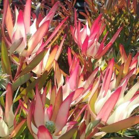 Leucadendron salignum x discolor Sixteen Candles