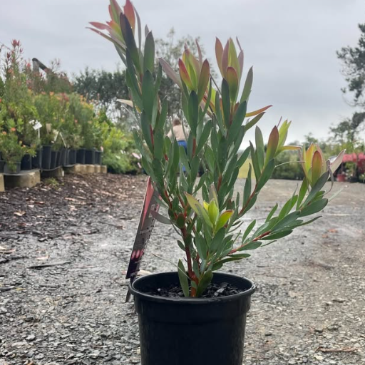 Leucadendron salignum x discolor Sixteen Candles