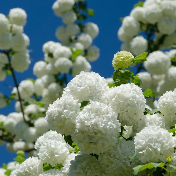 Viburnum opulus Snowball Tree
