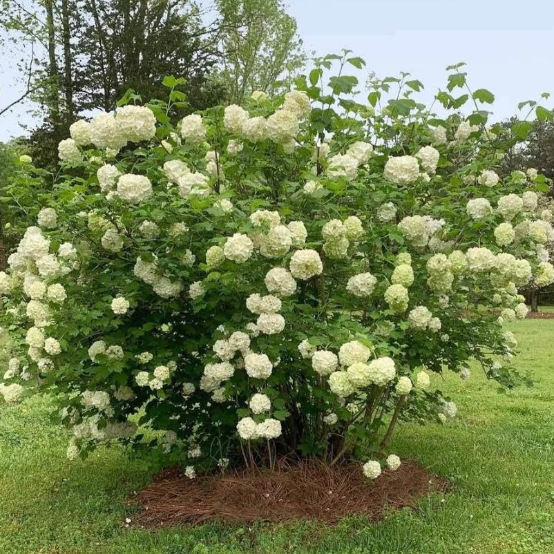 Viburnum opulus Snowball Tree