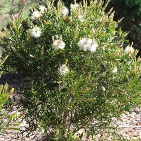 Callistemon PBR Snow Burst™