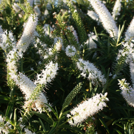 Hebe brachysiphon Snowdrift