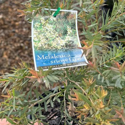 Melaleuca linarifolia Snowfire
