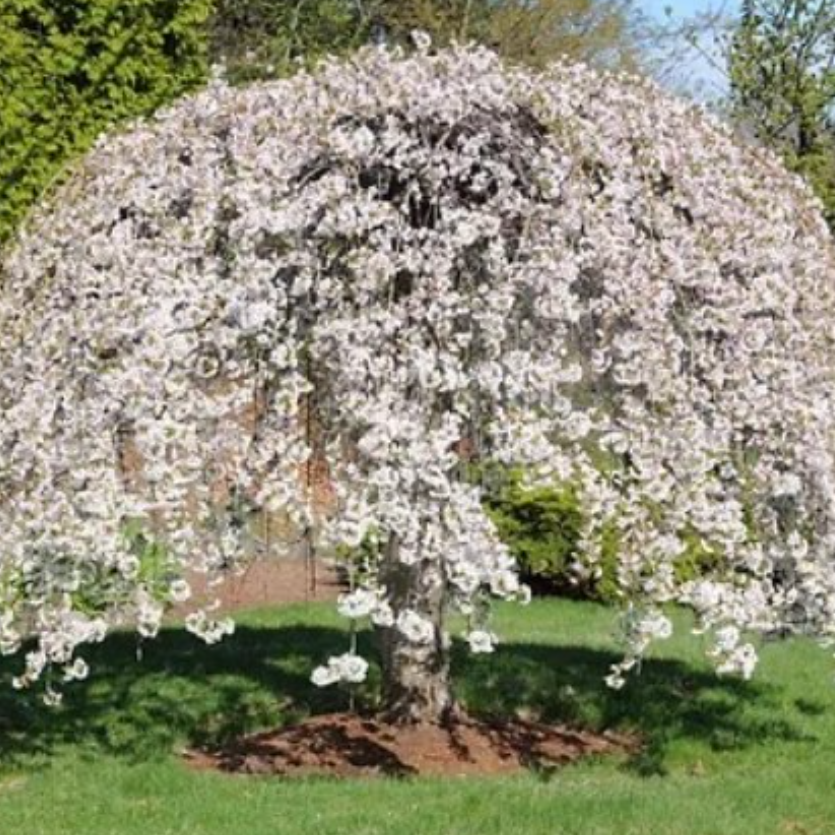 Prunus snofozam Snow Fountain Standards 1.8m
