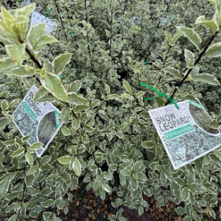 Pittosporum tenuifolium Snow Leopard