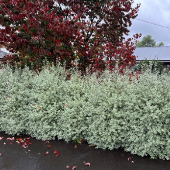 Pittosporum tenuifolium Snow Leopard