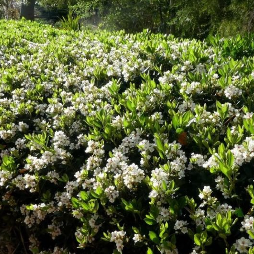 Rhaphiolepis indica Snow Maiden