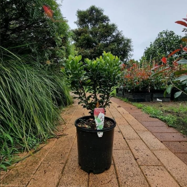 Rhaphiolepis indica Snow Maiden