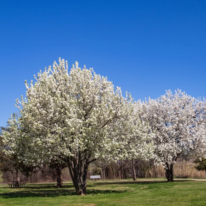 Pyrus nivalis Snow Pear