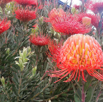 Leucospermum reflexum hybrid So Exquisite