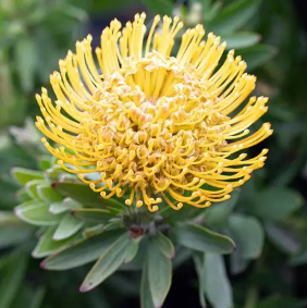 Leucospermum So Majestic