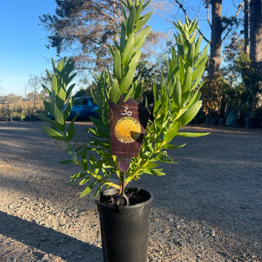 Leucospermum So Majestic