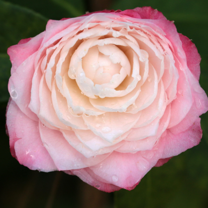 Camellia japonica Something Beautiful