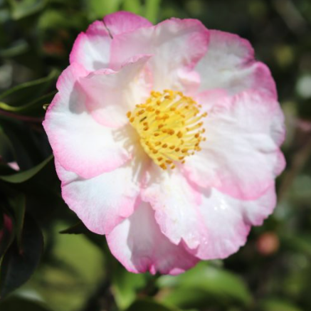 Camellia sasanqua Something Special