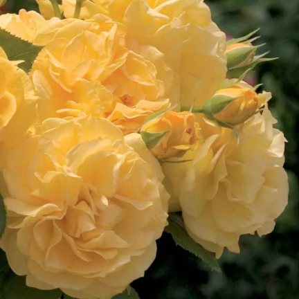 Soul Mate Bush Rose
