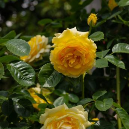 Soul Mate Bush Rose