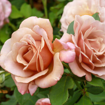 Soul Sister Bush Rose