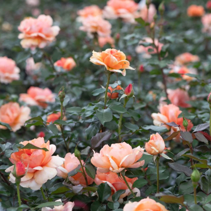 Soul Sister Bush Rose