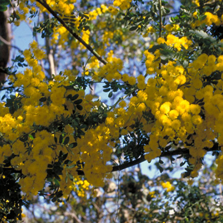 Acacia spectabilis