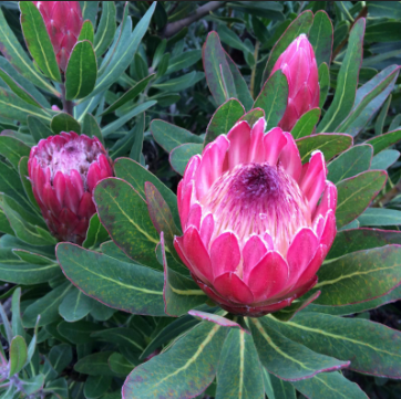Protea Special Pink Ice