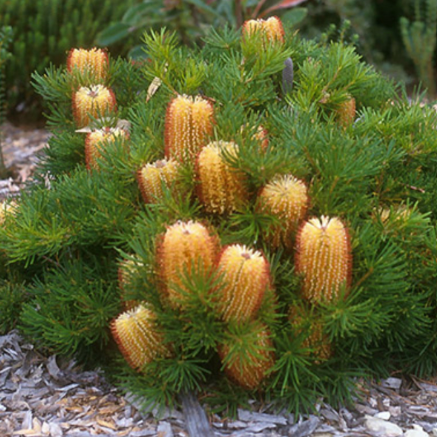 Banksia spinulosa