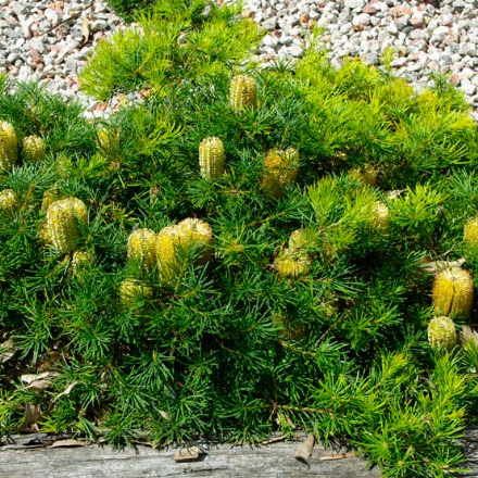 Banksia spinulosa Dwarf