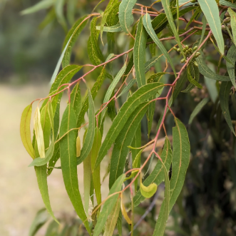 Corymbia maculata Spotted Gum