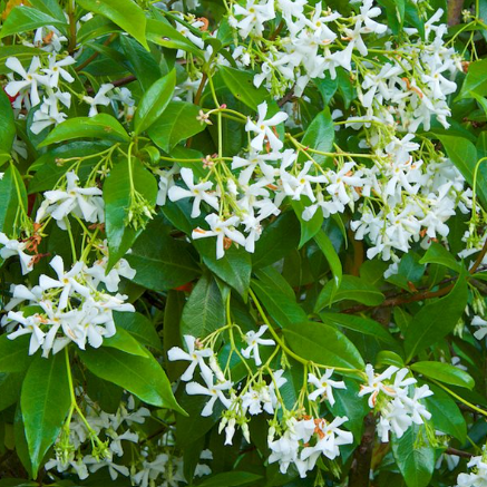 Trachelospermum jasminoides Star Jasmine