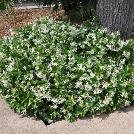 Trachelospermum jasminoides Star Jasmine