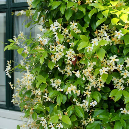 Trachelospermum jasminoidies Star of Toscana