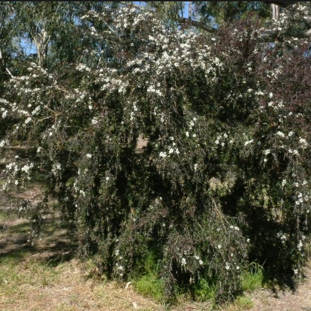 Leptospermum obovatum Starry Night