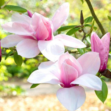 Magnolia x soulangeana Star Wars