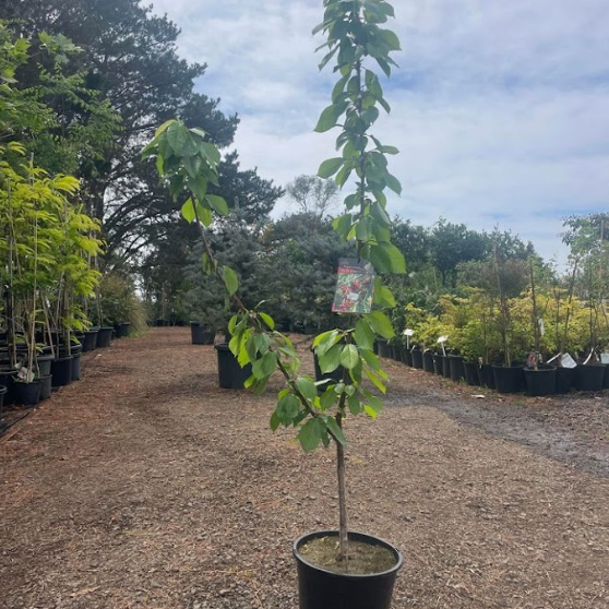 Prunus avium Stella Cherry