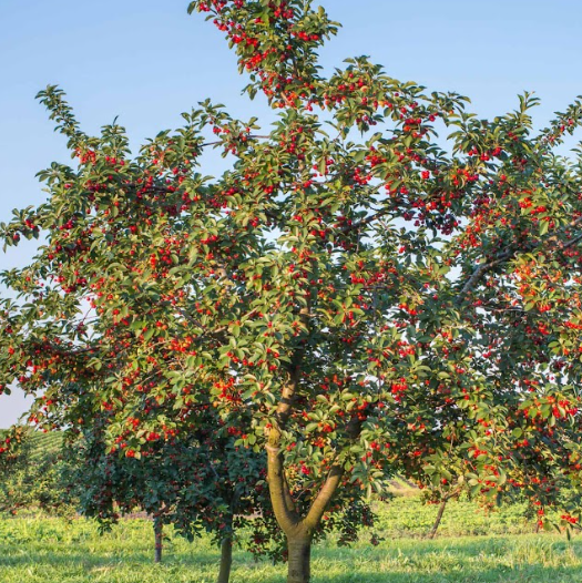 Prunus avium Stella Cherry