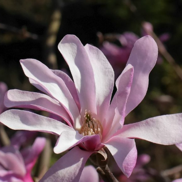 Magnolia stellata Rosea