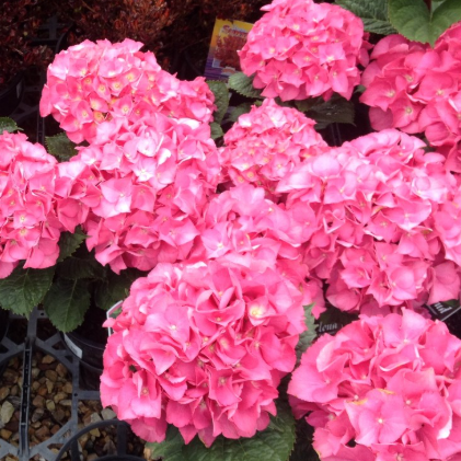 Hydrangea macrophylla Obsidian Storm Cloud