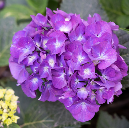 Hydrangea macrophylla Obsidian Storm Cloud