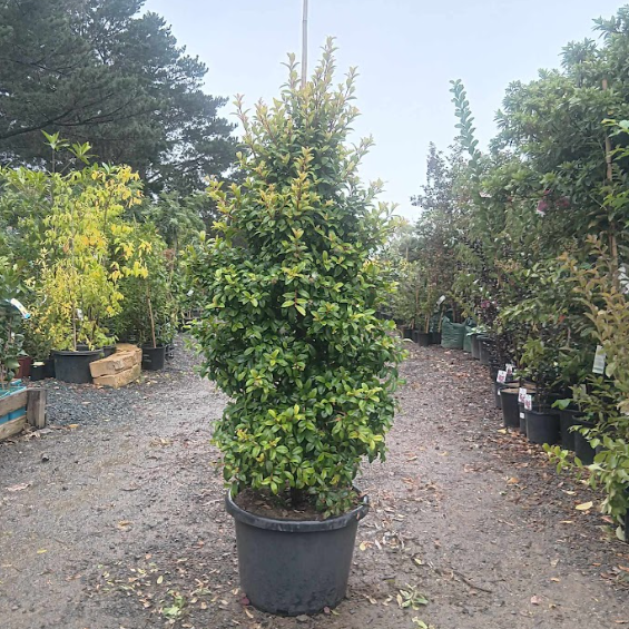 Syzygium australe Straight and Narrow