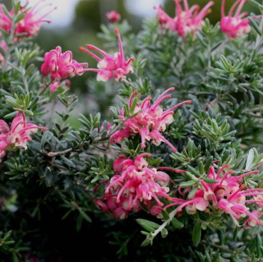 Grevillea Strawberry Smoothie
