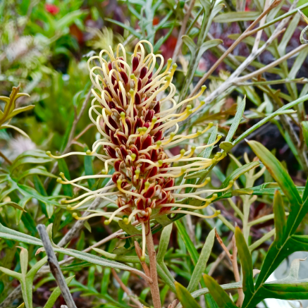 Grevillea Sandra Gordon x G.caleyii Strawberry Blonde