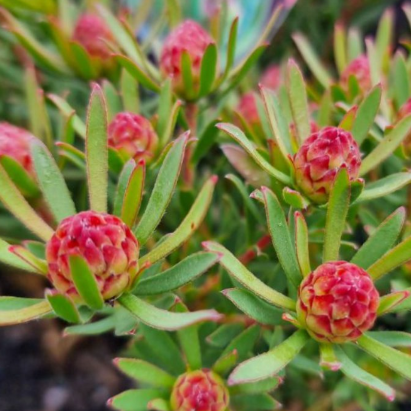 Leucadendron modestum Strawberry Fair