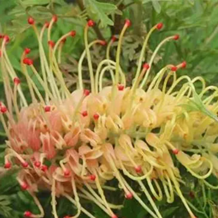 Grevillea Strawberry Pops