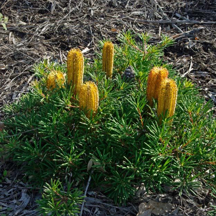 Banksia Stumpy Gold